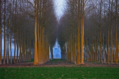 Peupleraie un soir d'hiver ©Henri Degrutère.jpg Peupleraie un soir d'hiver ©Henri Degrutère.jpg