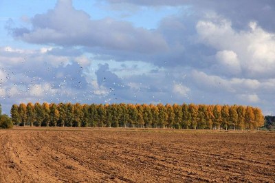 Soir d'automne sur la plaine © H. Degrutère.jpg Soir d'automne sur la plaine © H. Degrutère.jpg
